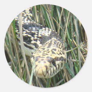 R4 Bull Snake in Grass Ronde Sticker