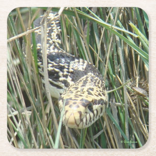 R4 Bull Snake in het gras Vierkante Kartonnen Onderzetter
