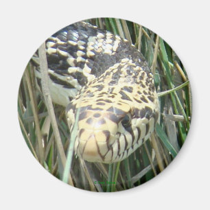 R4 Bull Snake Magneet