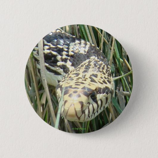 R4 Bull Snake Ronde Button 5,7 Cm (Voorkant)