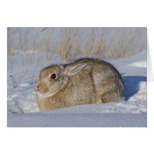 R5 Katoen konijn in sneeuw