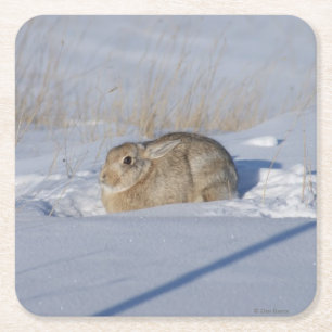 R5 katoenstaartkonijn vierkante kartonnen onderzetter