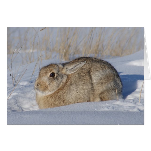 R5 Lapin de coton en neige (Devant horizontal)