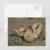 R6 Prairie Rattlesnake Briefkaart (Voorkant / Achterkant)