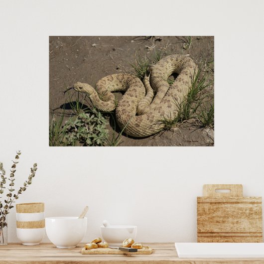R6 Prairie Rattlesnake Poster (Keuken)