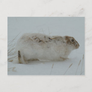 R7 Sneeuwschoenhazen klaar om te rennen Briefkaart