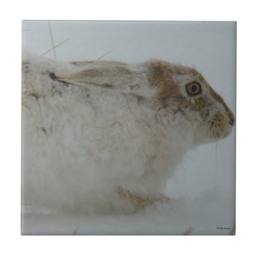 R7 Snowshoe Hare Head Shot Tegeltje (Voorkant)