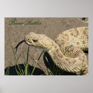 R8 Prairie Ratelslang Kop Schot Poster