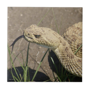 R8 Prairie Ratelslang Kop Schot Tegeltje