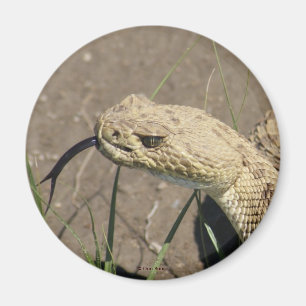 R8 Prairie Rattlesnake Head Shot Magneet