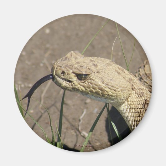 R8 Prairie Rattlesnake Head Shot Magneet (Voorkant)