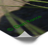 R8 Prairie Rattlesnake Head Shot Poster (Hoek)