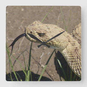 R8 Prairie Rattlesnake Head Shot Vierkante Klok