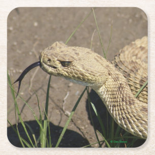 R8 Ratelslang Kop Vierkante Kartonnen Onderzetter