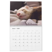 r/ferrets 2024 calendrier du concours (Mar 2027)
