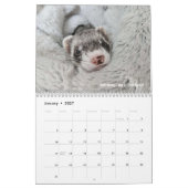 r/ferrets 2024 calendrier du concours (Jan 2027)