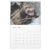 r/ferrets Calendrier 2023 (Jan 2026)