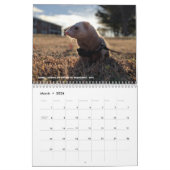r/ferrets Calendrier 3.5 Edition (2025) Tous les j (Mar 2026)
