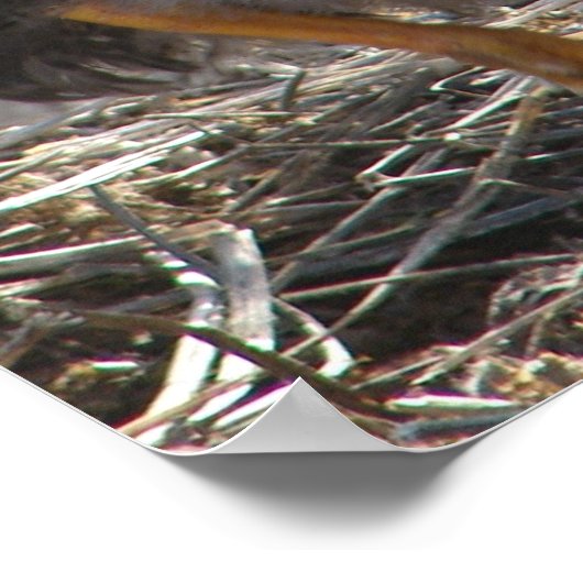 Raad eens? Chicken Butt Poster (Hoek)