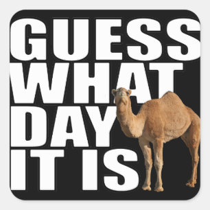 Raad eens op welke dag het is Hump Day Camel Stick Vierkante Sticker