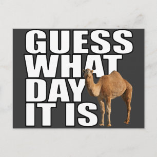 Raad eens wat het is voor dag Hump Day Camel Briefkaart
