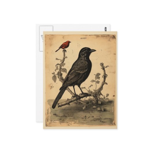 raaf en rode vogel briefkaart (Voorkant / Achterkant in situ)