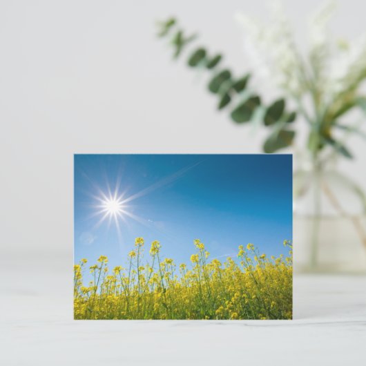 raapveld briefkaart (Staand voorkant)