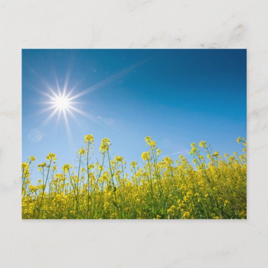 raapveld briefkaart (Voorkant)