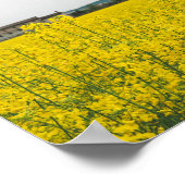 Raapzaad Poster (Hoek)