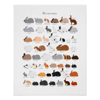 Rabbit breeds chart perfect poster
