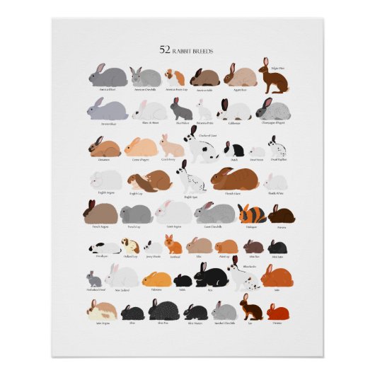 Rabbit breeds chart perfect poster (Voorkant)