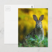 Rabbit Bunny Wildlife Forest Briefkaart (Voorkant / Achterkant)