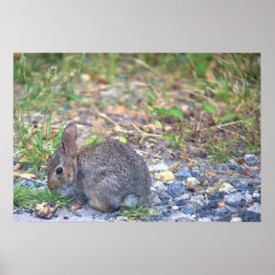 Rabbit Foto Poster