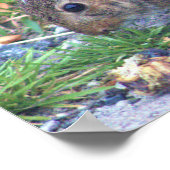 Rabbit Foto Poster (Hoek)