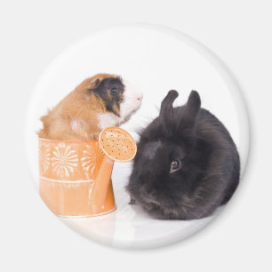 rabbit & guinea pig magneet