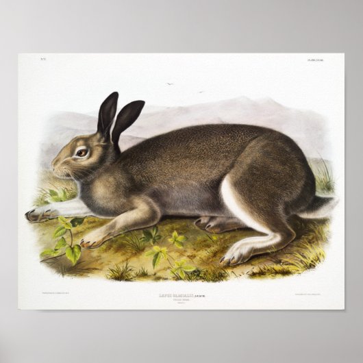 Rabbit Illustration Poster (Voorkant)