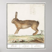 Rabbit Illustration Poster (Voorkant)