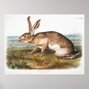 Rabbit Illustration Poster