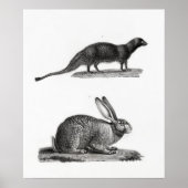 Rabbit Illustration Poster (Voorkant)