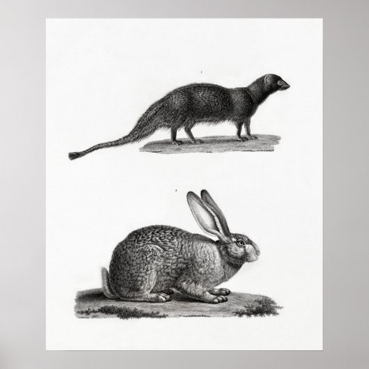 Rabbit Illustration Poster (Voorkant)