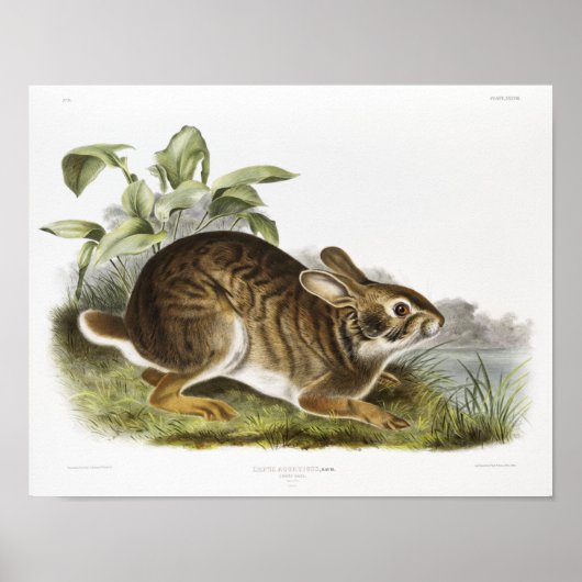 Rabbit Illustration Poster (Voorkant)