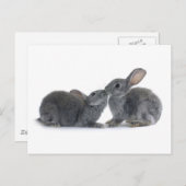 Rabbit Kiss Briefkaart (Voorkant / Achterkant)
