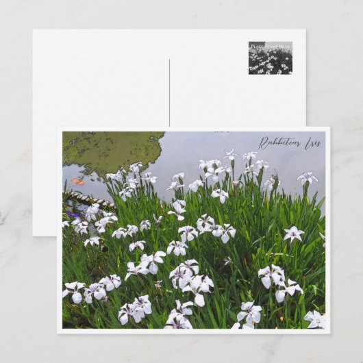 Rabbitear Iris Briefkaart (Voorkant / Achterkant)