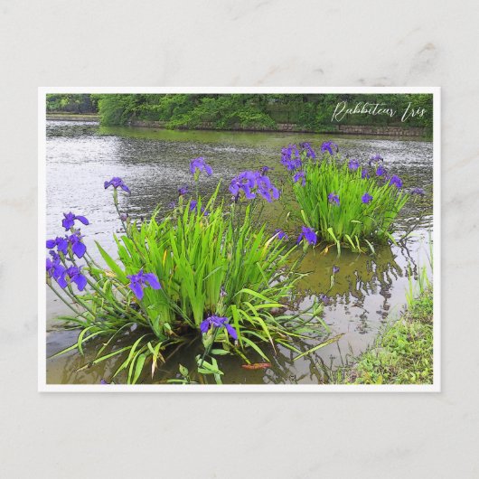 Rabbitear Iris Briefkaart (Voorkant)