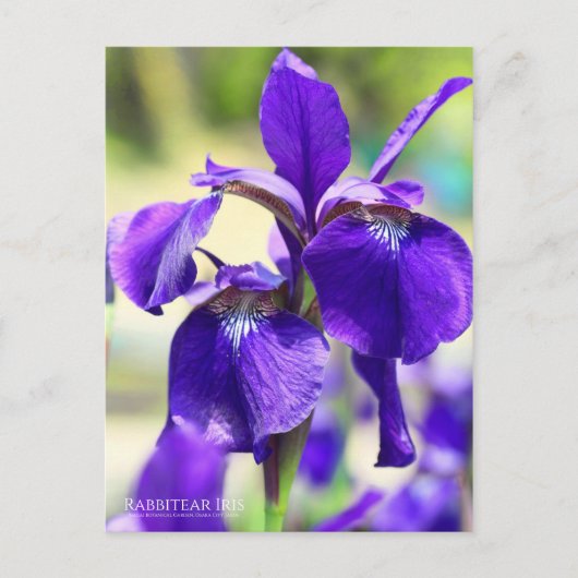 Rabbitear Iris [Briefkaart] Briefkaart (Voorkant)