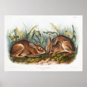 Rabbits Illustratie Poster (Voorkant)