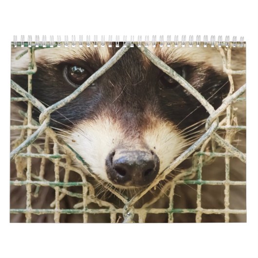 raccon-kalender kalender (Hoes)