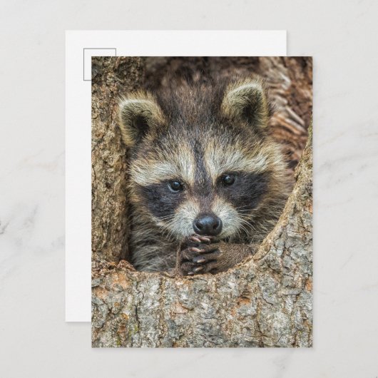 Raccon Nestled Inside a Tree Hollow Briefkaart (Voorkant / Achterkant)