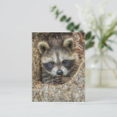 Raccon Nestled Inside a Tree Hollow Briefkaart (Staand voorkant)
