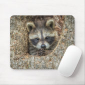 Raccon Nestled Inside a Tree Hollow Muismat (Met muis)